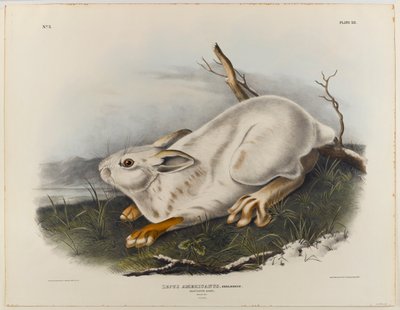 swed av John James Audubon