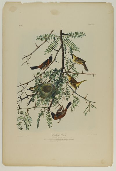 Orchard Oriole, tryckt av Julien Bien och publicerad av Roe Lockwood & Son, 1861 (kromolitografi) av John James Audubon