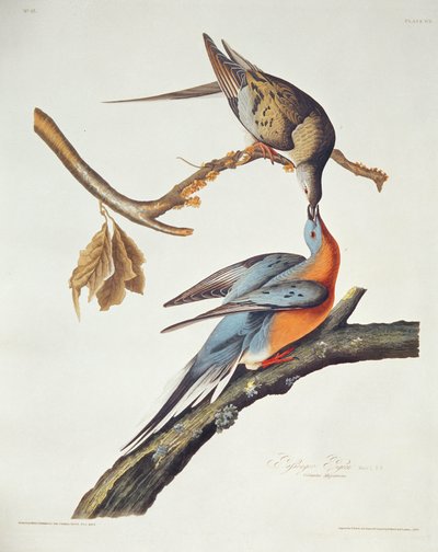 Passenger Pigeon, från "Birds of America" av John James Audubon