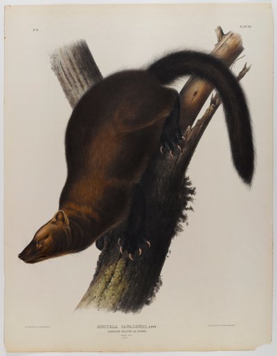 swed av John James Audubon