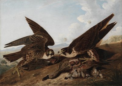 Pilgrimsfalkar av John James Audubon