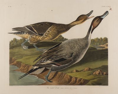 Pin Tailed Duck, 1834 (wc på papper) av John James Audubon