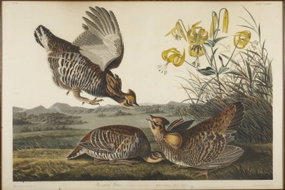 Präriehöna av John James Audubon