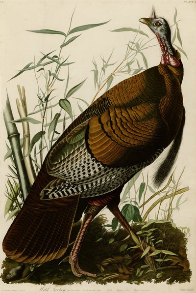 Platta 1 i Birds of America med vilda kalkoner. av John James Audubon
