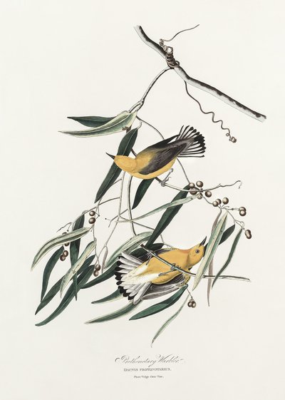 Gulbröstad sångare ur *Birds of America* (1827) av John James Audubon