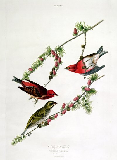 Purple Finch, från Birds of America, graverad av William Home (1788-1859). av John James Audubon