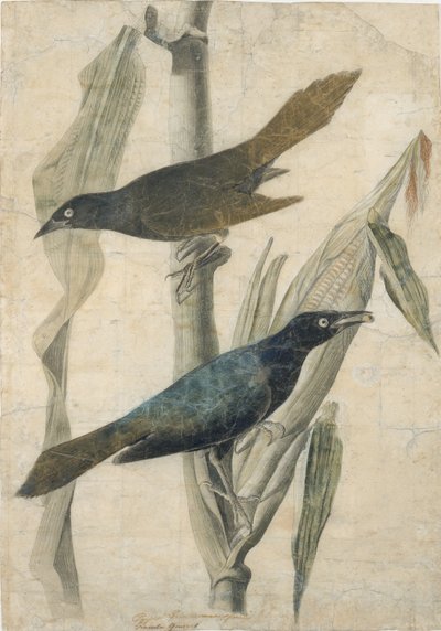 Purple Grackle, tidigt-mitten av 1800-talet. av John James Audubon