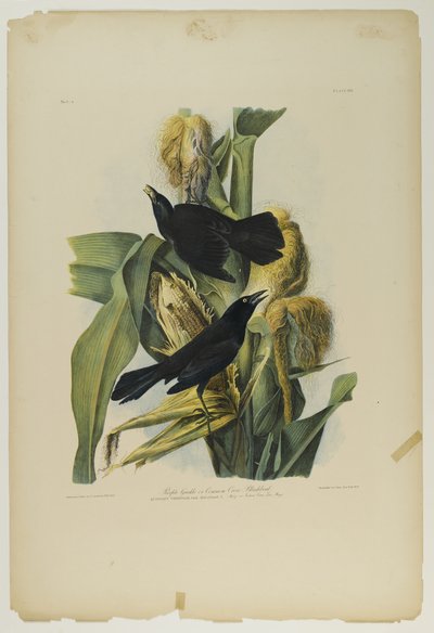 Purple Grackle eller Common Crow Blackbird, tryckt av Julien Bien och publicerad av Roe Lockwood & Son, 1861 (kromolitografi) av John James Audubon