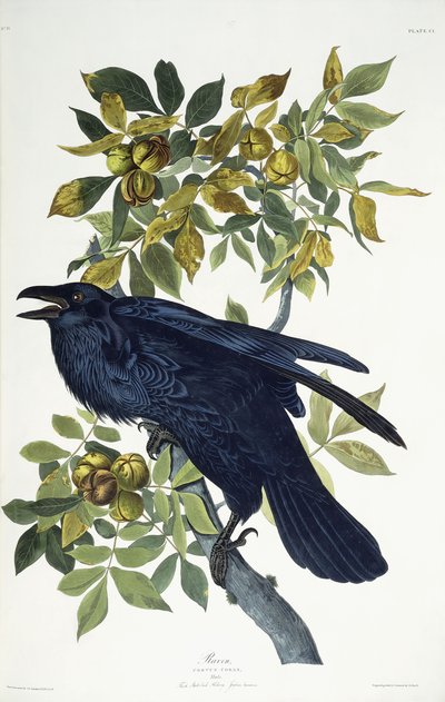 Korp, av John James Audubon
