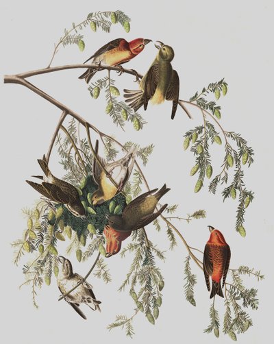 Röd korsnäbb, Loxia Curvirostra, från "The Birds of America" av John J. Audubon, pub. 1827-38 av John James Audubon