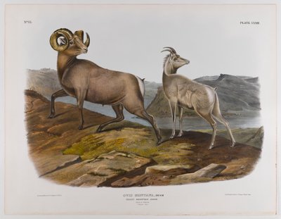 swed av John James Audubon