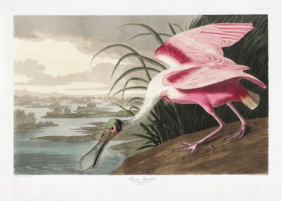 Rosenfärgad skedstork ur *Birds of America* (1827) av John James Audubon
