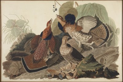 Kraggrouse av John James Audubon