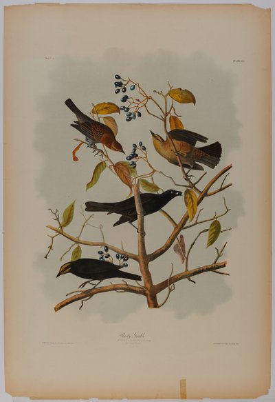 Rostig grackle av John James Audubon