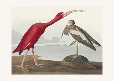Scharlakansibis ur *Birds of America* (1827) av John James Audubon