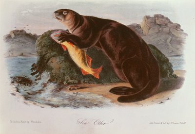 Sea Otter från Quadrupeds of North America (1842-5) av John James Audubon