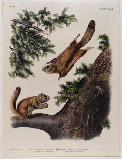 swed av John James Audubon