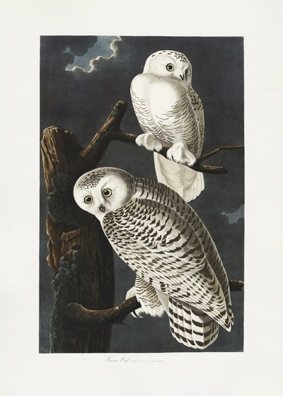 Snöuggla ur *Birds of America* (1827) av John James Audubon
