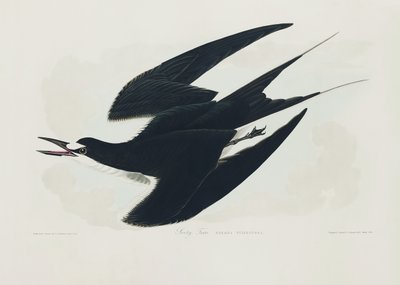 Sotterna ur *Birds of America* (1827) av John James Audubon