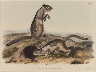 Spermophilus Douglassii (två douglasekorrar) av John James Audubon
