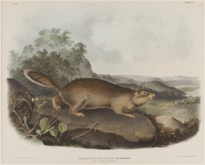 Spermophilus Parry (Parrys murmeldjur) av John James Audubon