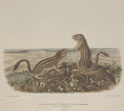Spermophilus Tridecemlineatus (två leopardekorrar) av John James Audubon