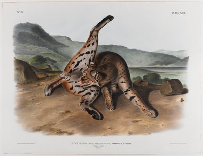 swed av John James Audubon