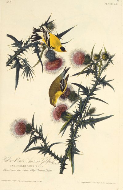 Den amerikanska guldfinken. Från The Birds of America, 1827-1838. av John James Audubon