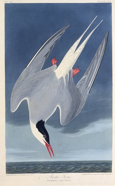 Den arktiska tärnan. Från The Birds of America, 1827-1838. av John James Audubon