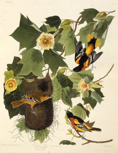 Baltimore oriole. Från The Birds of America, 1827-1838. av John James Audubon