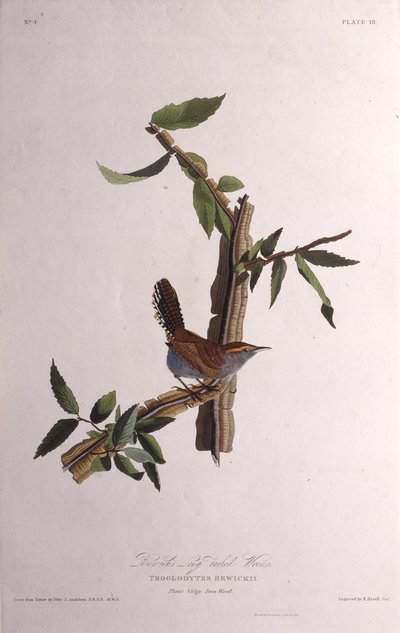 Bewicks gärdsmyg. Från The Birds of America, 1827-1838. av John James Audubon