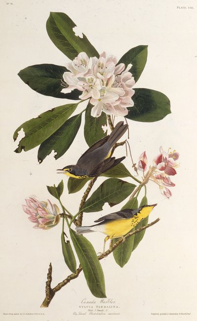 Kanadasångaren. Från The Birds of America, 1827-1838. av John James Audubon