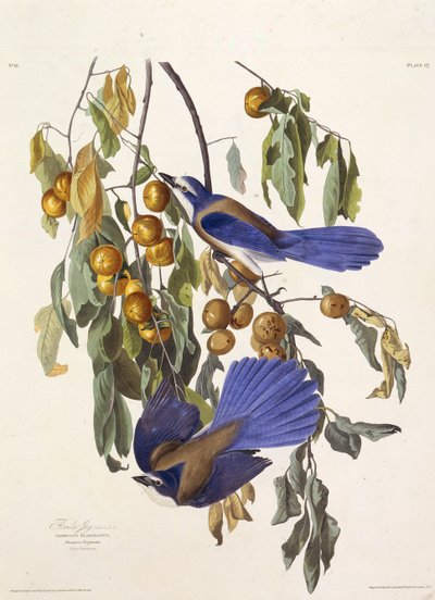 Floridas scrub jay. Från The Birds of America, 1827-1838. av John James Audubon