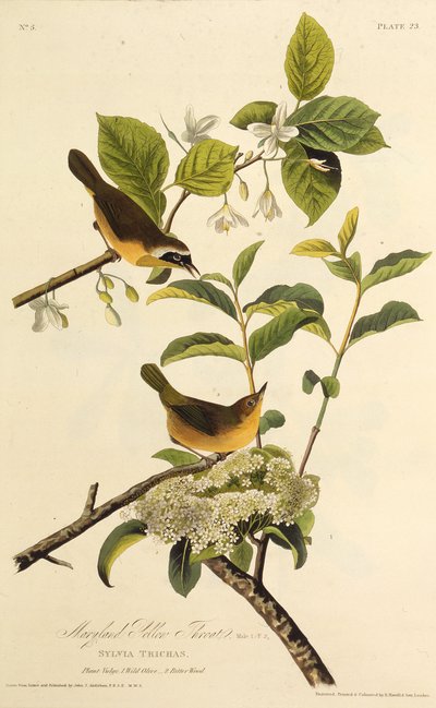 Maryland Yellowthroat. Från The Birds of America, 1827-1838. av John James Audubon