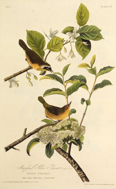 Maryland Yellowthroat. Från The Birds of America, 1827-1838. av John James Audubon