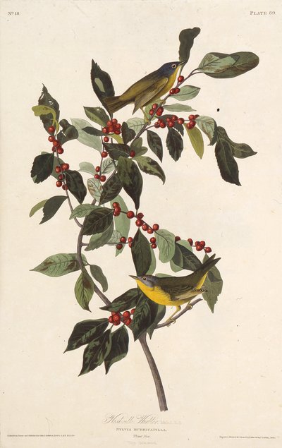 Nashvillesångaren. Från The Birds of America, 1827-1838. av John James Audubon
