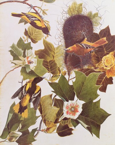The Oriole, från Birds of America av John James Audubon