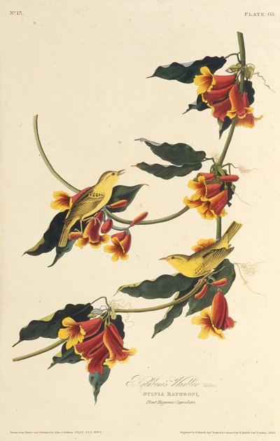 Rathbone Warbler. Från The Birds of America, 1827-1838. av John James Audubon