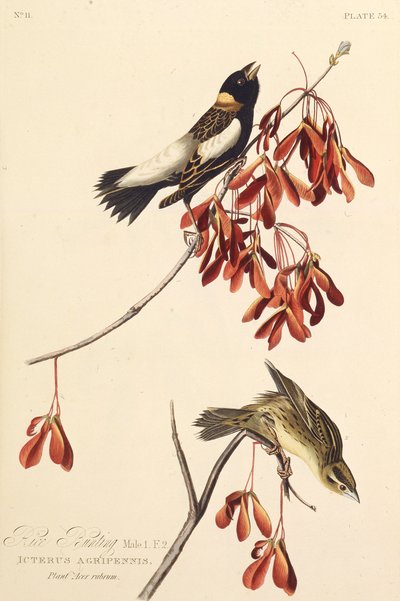 Risfågeln. Från The Birds of America, 1827-1838. av John James Audubon