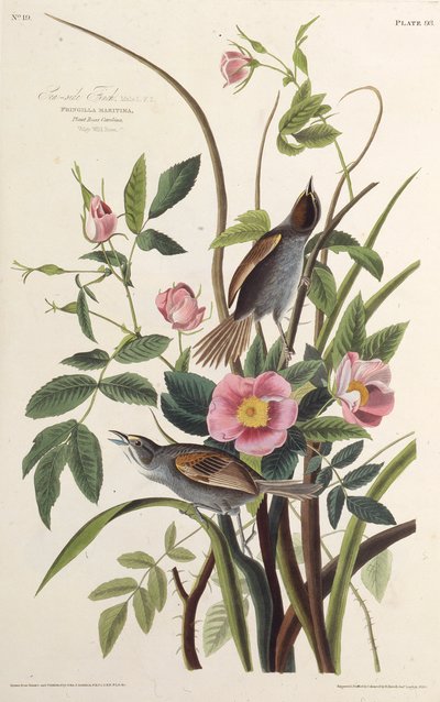 Havsfinken. Från The Birds of America, 1827-1838. av John James Audubon