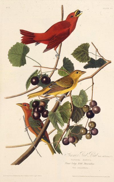 Den röda sommarfågeln. Från The Birds of America, 1827-1838. av John James Audubon
