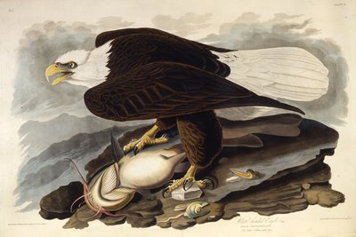 Den skalliga örnen. Från The Birds of America, 1827-1838. av John James Audubon