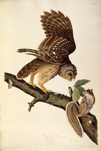 Den spärrade ugglan. Från The Birds of America, 1827-1838. av John James Audubon