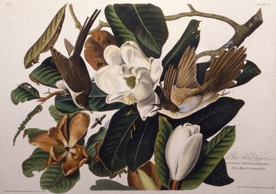 Svartnäbbgöken. Från The Birds of America, 1827-1838. av John James Audubon