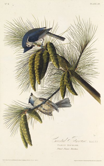 Svartkrönt mes. Från The Birds of America, 1827-1838. av John James Audubon
