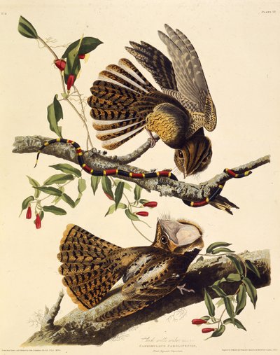 Chucken-viljar-änkan. Från The Birds of America, 1827-1838. av John James Audubon