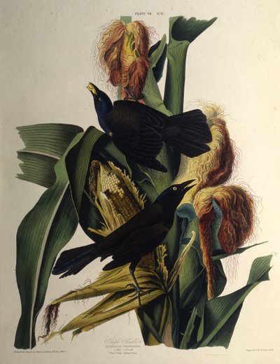 Det vanliga gracklet. Från The Birds of America, 1827-1838. av John James Audubon