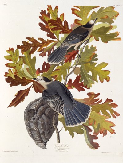 Den grå nötskrikan. Från The Birds of America, 1827-1838. av John James Audubon
