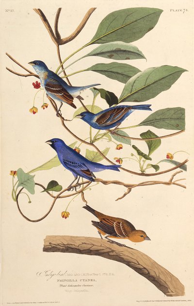 Indigofåglarna. Från The Birds of America, 1827-1838. av John James Audubon