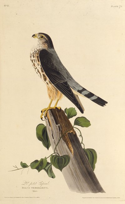 Merlinen. Från The Birds of America, 1827-1838. av John James Audubon